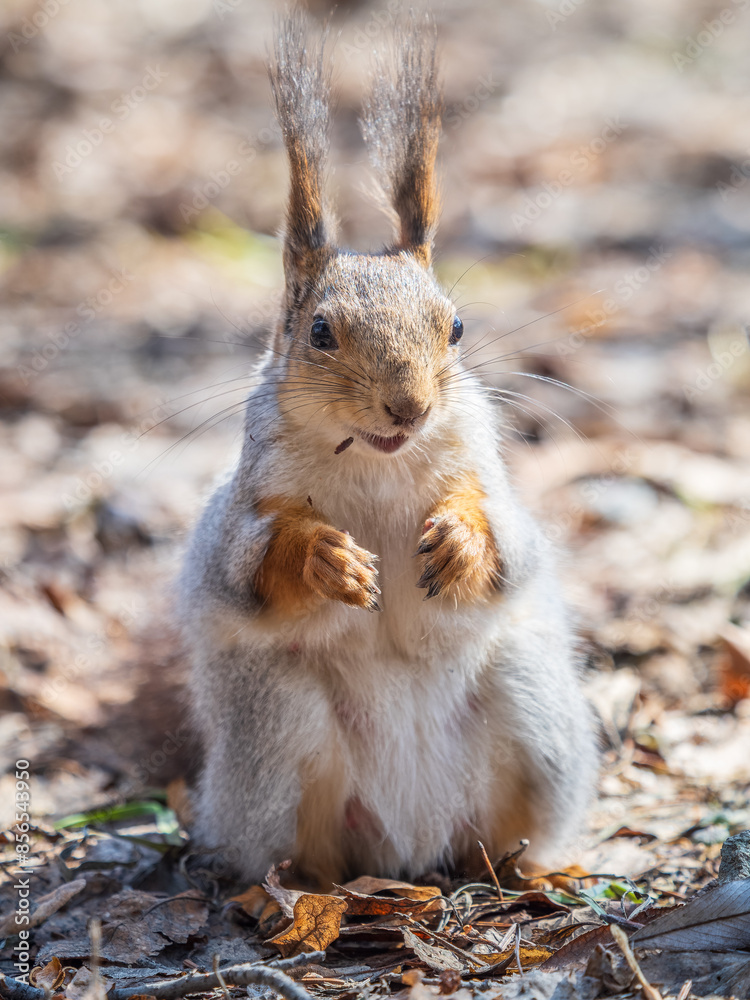 Fototapeta premium Squirrel in autumn or spring with nut on the green grass with fallen yellow leaves