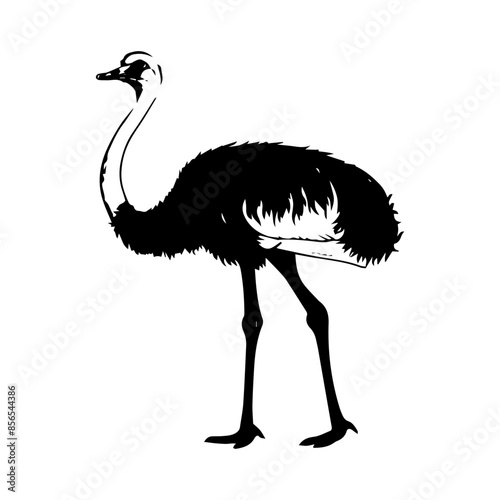 ostrich isolated on white