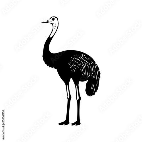 ostrich isolated on white