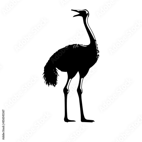ostrich isolated on white