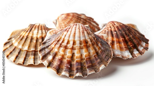 Detailed shot of three scallops in shells