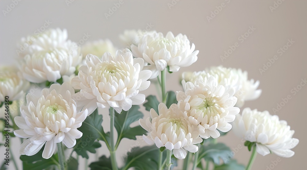 white chrysanthemum flowers white chrysanthemum flowers