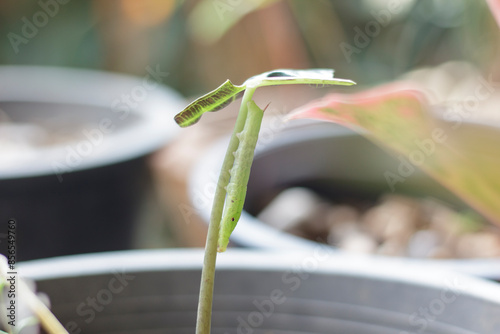 Green caterpillar is eating the branch of flower 