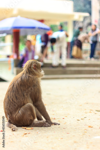 Monkey is eating snack and sitting on the ground in the afternoon
