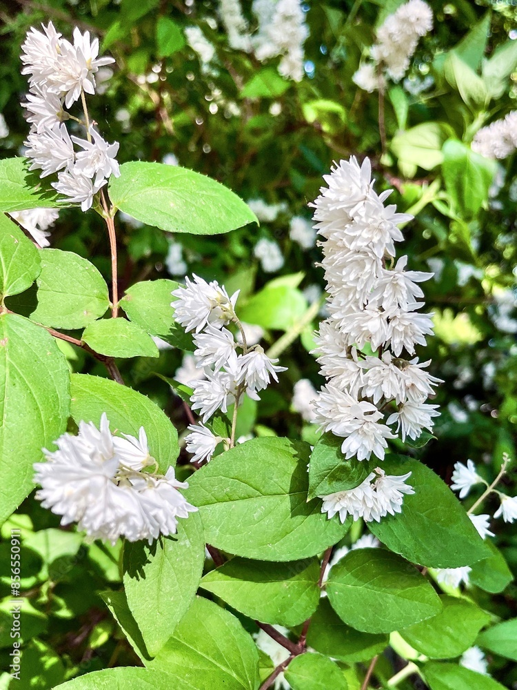 Beautiful white flowers in a city park