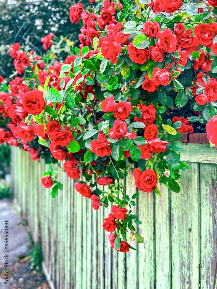 Beautiful bush of red roses over a fence in the village