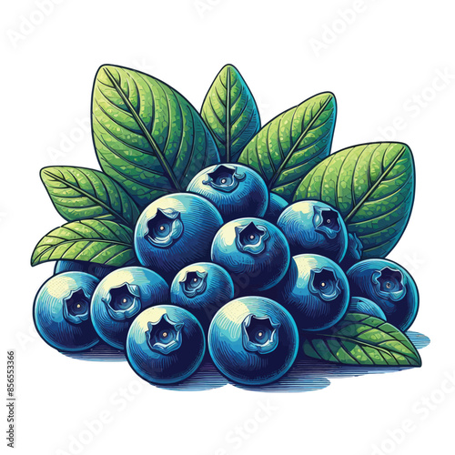 blueberries vector  Adobe Illustrator Artwork