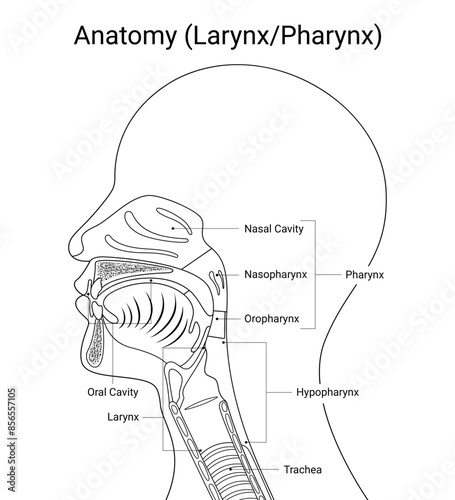 Human larynx anatomy with medical design line style