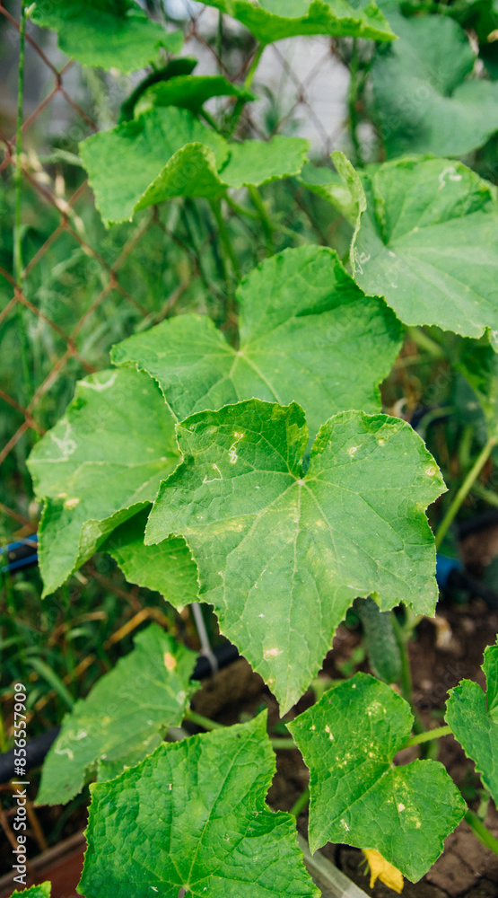 A blooming cucumber with yellow flowers in a greenhouse. Small and fresh cucumbers. Agricultural industry. Natural background. Growing vegetables. A blooming cucumber with yellow flowers in a greenhouse. Small and fresh cucumbers. Agricultural industry. Natural background. Growing vegetables.