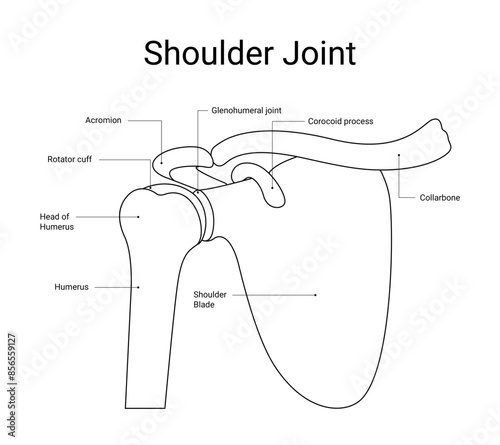 Diagram of human shoulder joint medical design with line style
