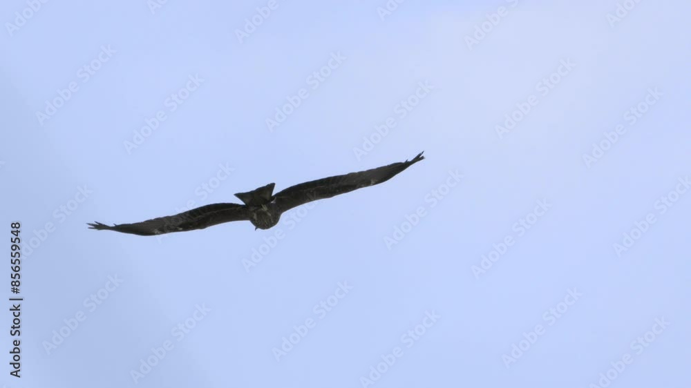 eagle flying in sky closeup shot eagle flying in sky closeup shot