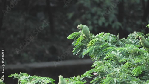 parrots sitting on tree closeup view photo