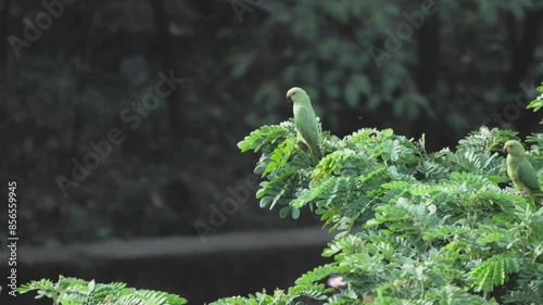 parrots sitting on tree closeup view photo