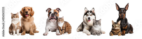 Set of cute dog and cat sitting together isolated on transparent background