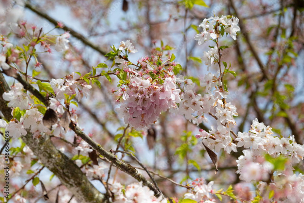cherry blossom sakura in spring season, close-up cherry blossom sakura in spring season, close-up