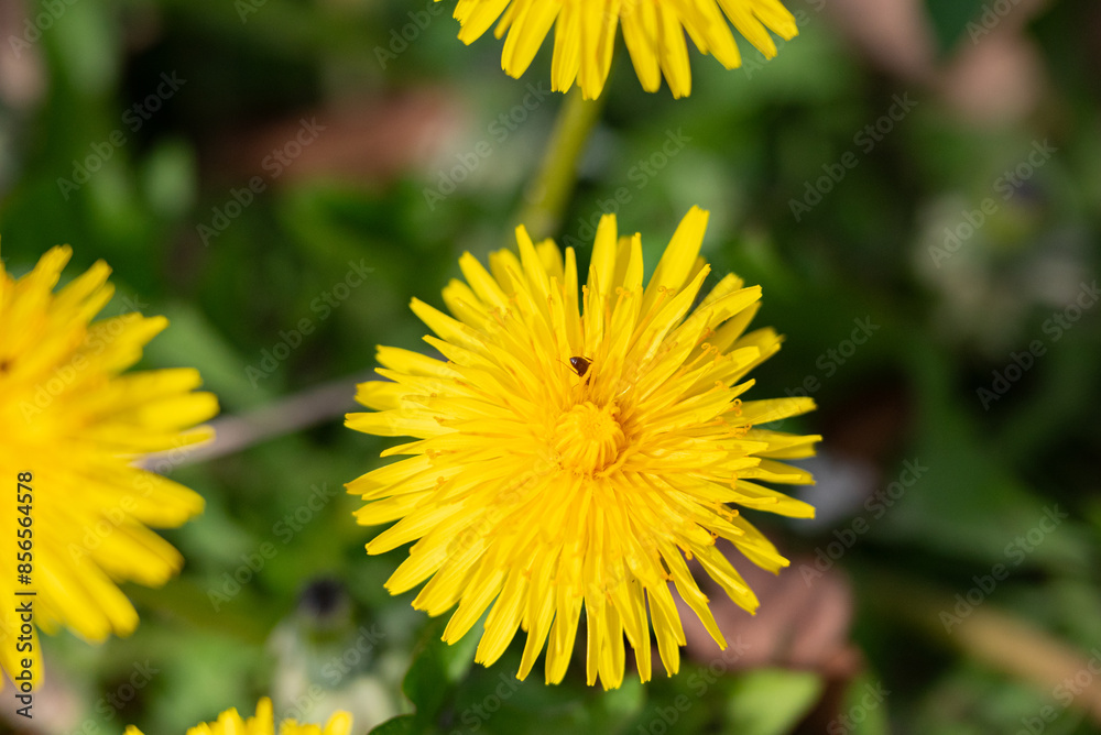 Yellow dandelion flower on green grass with ant background. Close up. Yellow dandelion flower on green grass with ant background. Close up.