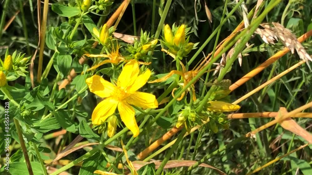 St. John's wort, medicinal plant with flower, zoom in to a closeup St. John's wort, medicinal plant with flower, zoom in to a closeup