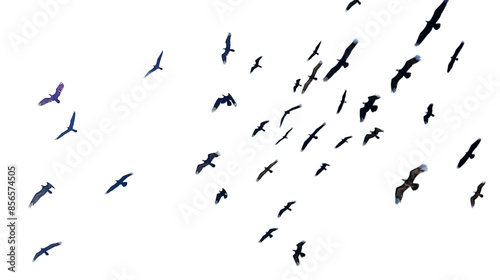 pigoens flying in the sky png
