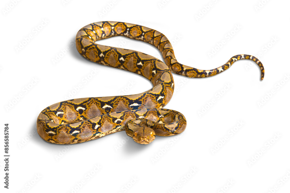 Small Boa constrictor snake or Malayopython reticulatus Small Boa constrictor snake or Malayopython reticulatus