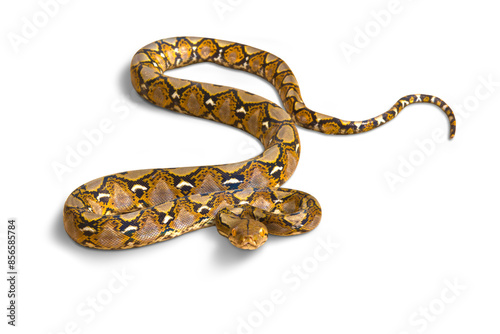 Small Boa constrictor snake or Malayopython reticulatus