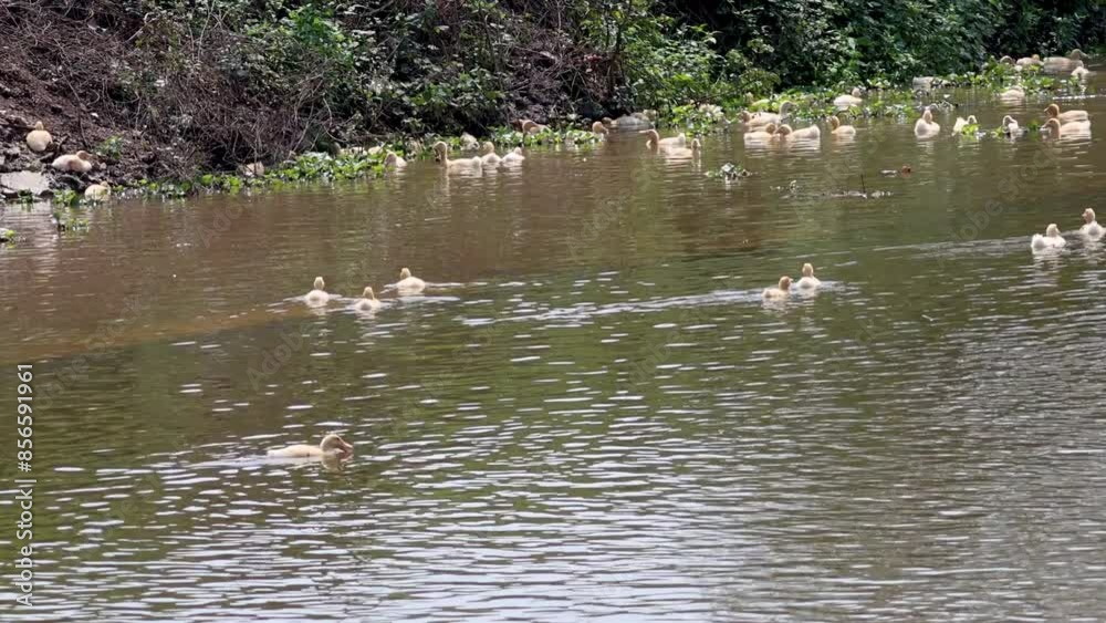 Ducks Swimming in Ninh Binh Canal Ducks Swimming in Ninh Binh Canal