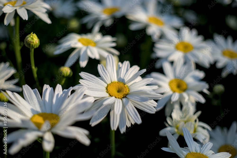 Fototapeta premium White daisies in the garden