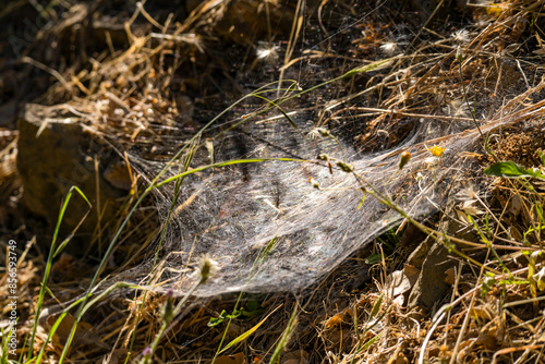 Cobwebs on dry grass, California photo