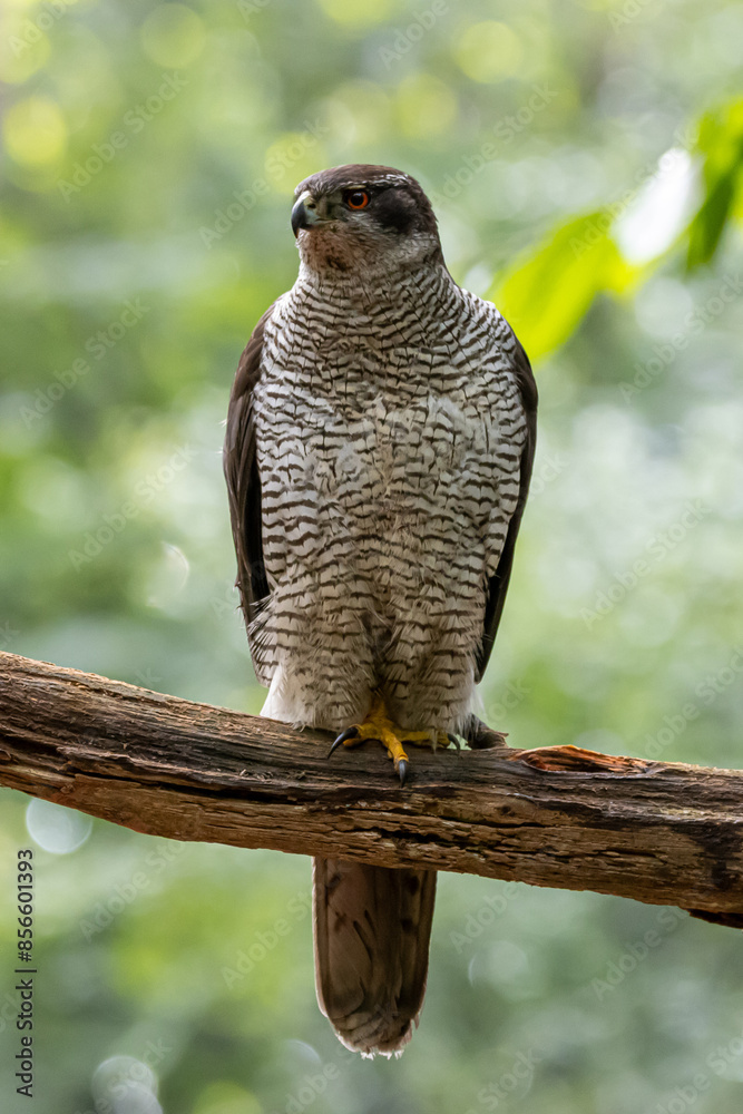 Goshawk Goshawk
