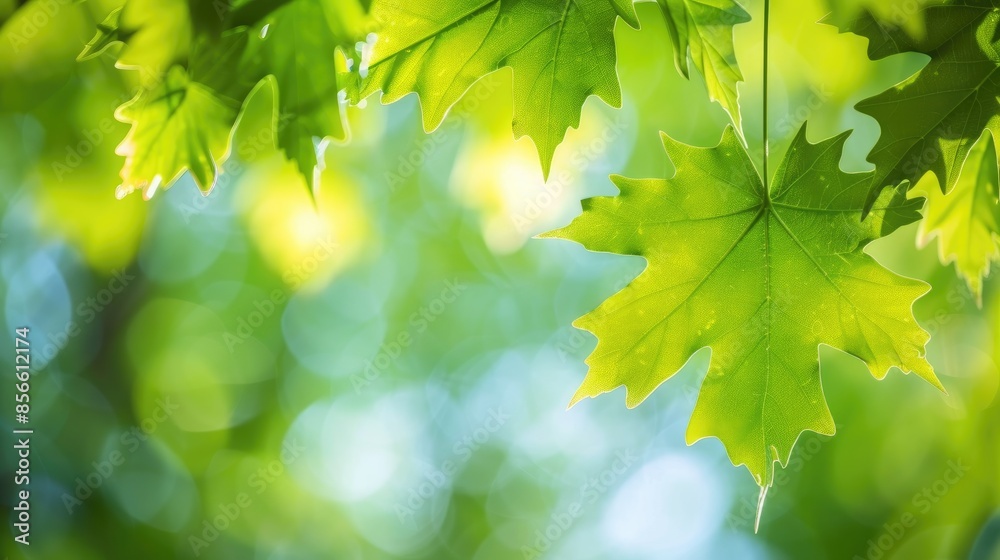 Maple leaf with green color and blurred background in spring Maple leaf with green color and blurred background in spring
