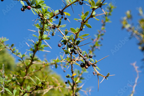 Berberis, Oregon Grape, Mountain Grape, Oregon Barberry, Oregon Grapeholly, Jaundice Berry, Woodsour, Sowberry, Pepperidge Bush, Sourspine or Tall Oregon Grape photo