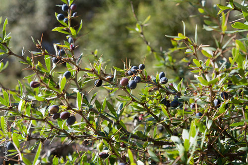 Berberis, Oregon Grape, Mountain Grape, Oregon Barberry, Oregon Grapeholly, Jaundice Berry, Woodsour, Sowberry, Pepperidge Bush, Sourspine or Tall Oregon Grape photo