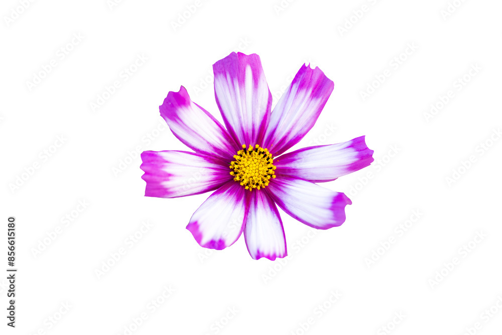pink flower cosmos arrangement flat lay style pink flower cosmos arrangement flat lay style