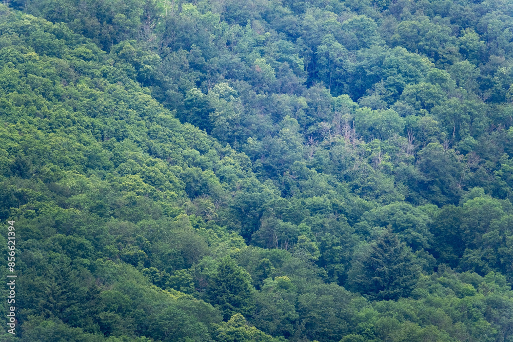 Forêt vue du dessus