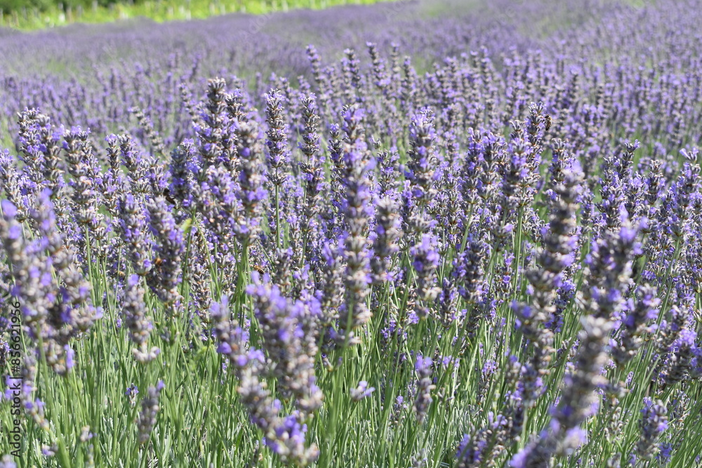 Obraz premium Beautiful lavender flowers in the field.