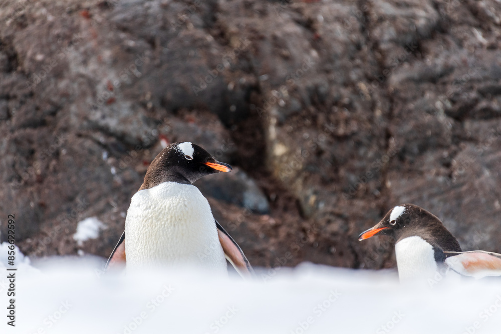 Obraz premium Close-up of a Gentoo Penguin -Pygoscelis papua- walking in a snowy landscape of Trinity Island, on the Antarctic Peninsula