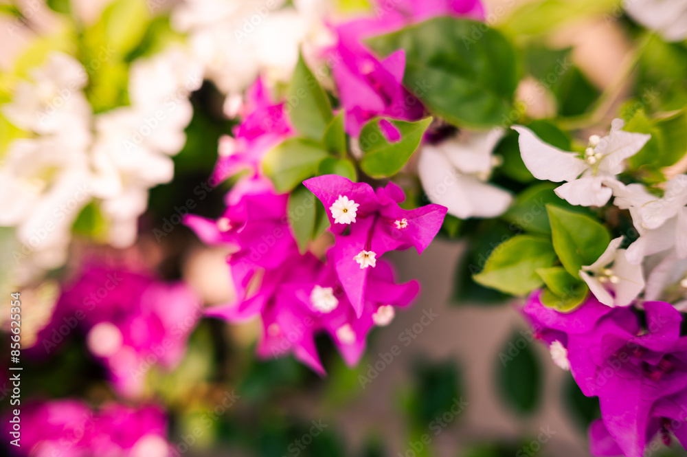 Fototapeta premium flowers in the garden, Bougainvillea flower