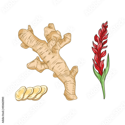 set of ginger spices. ginger isolated on white background, cut ginger root slices. ginger plant.