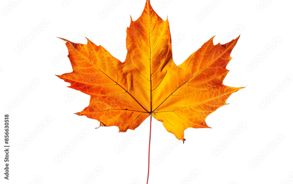 Fototapeta premium A leaf of a tree is shown in full color. AI Generative
