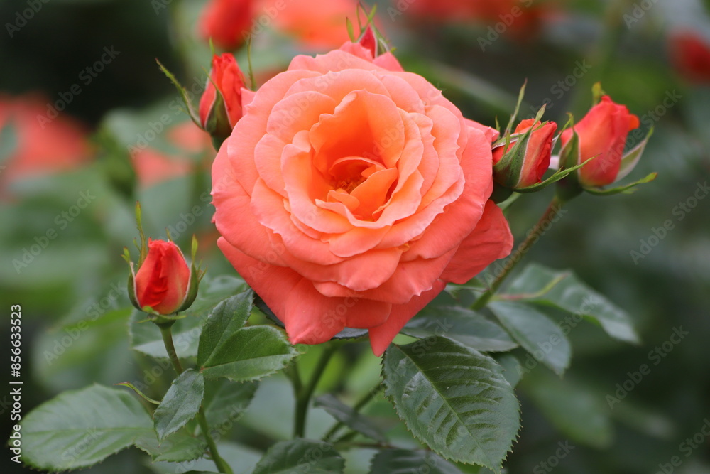Beautiful orange rose on a green background. Close up. Beautiful orange rose on a green background. Close up.