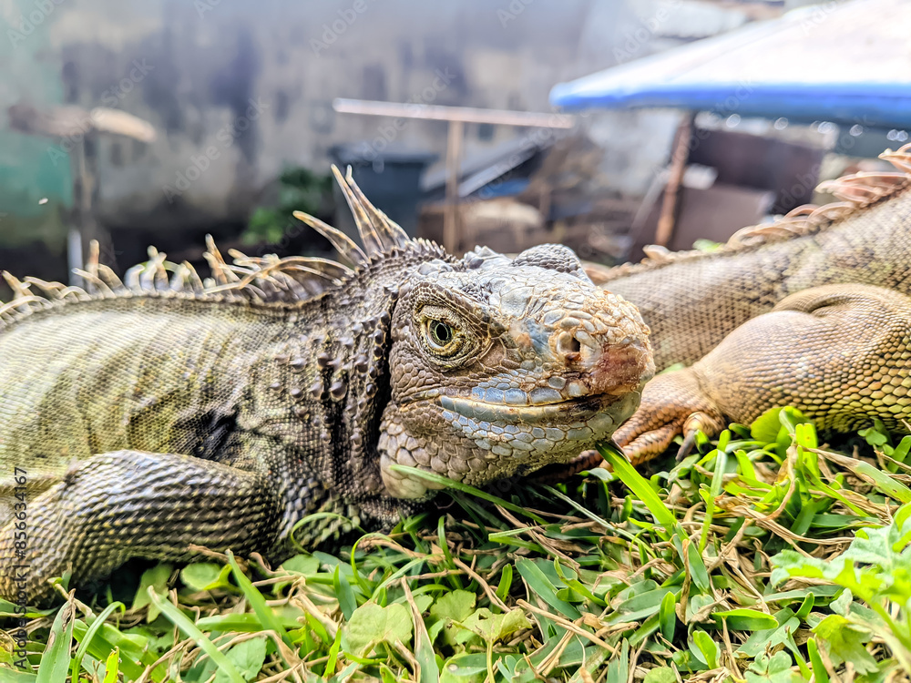 Fototapeta premium Red iguana sunbathing on grass, Red iguana close up