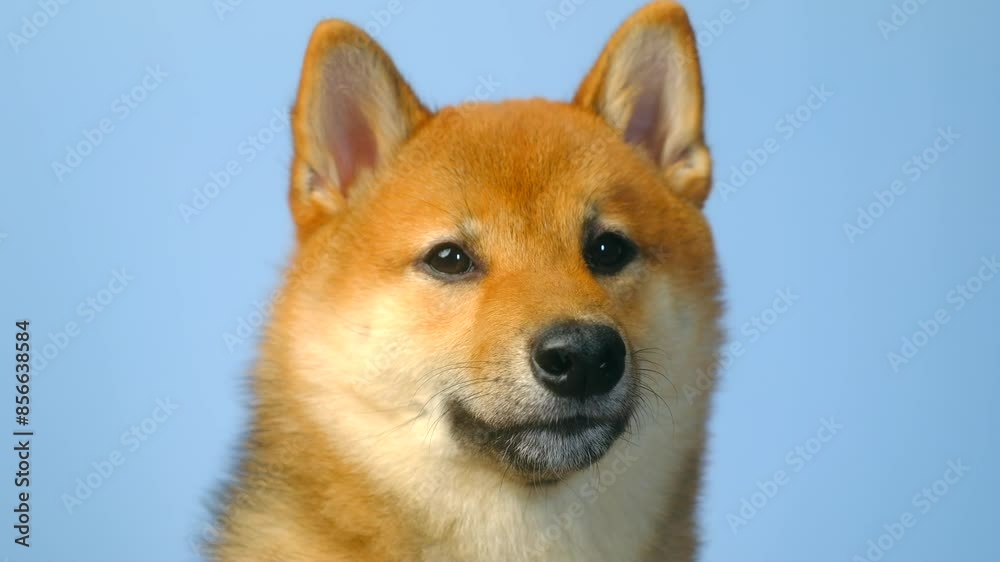 Calm dog serenely sits gazing straight on blue background. Shiba Inu Akita eyes fix forward exuding sense of peaceful alertness undisturbed by surroundings Calm dog serenely sits gazing straight on blue background. Shiba Inu Akita eyes fix forward exuding sense of peaceful alertness undisturbed by surroundings