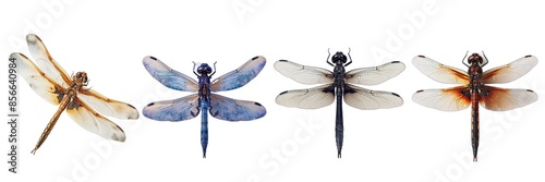 Wallpaper Mural Collection of dragonfly isolated on transparent background. Generated ai
 Torontodigital.ca