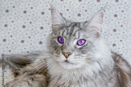 Cat. Maine coon. Portrait of a fluffy purebred cat with purple eyes.