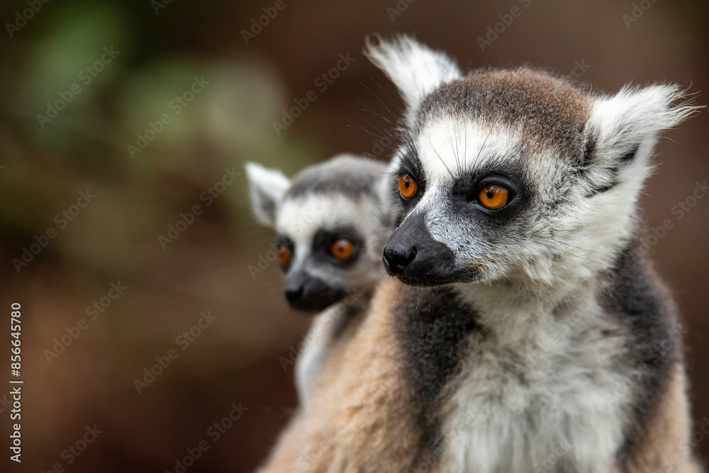 Lemur of Madagascar in their natural location Lemur of Madagascar in their natural location
