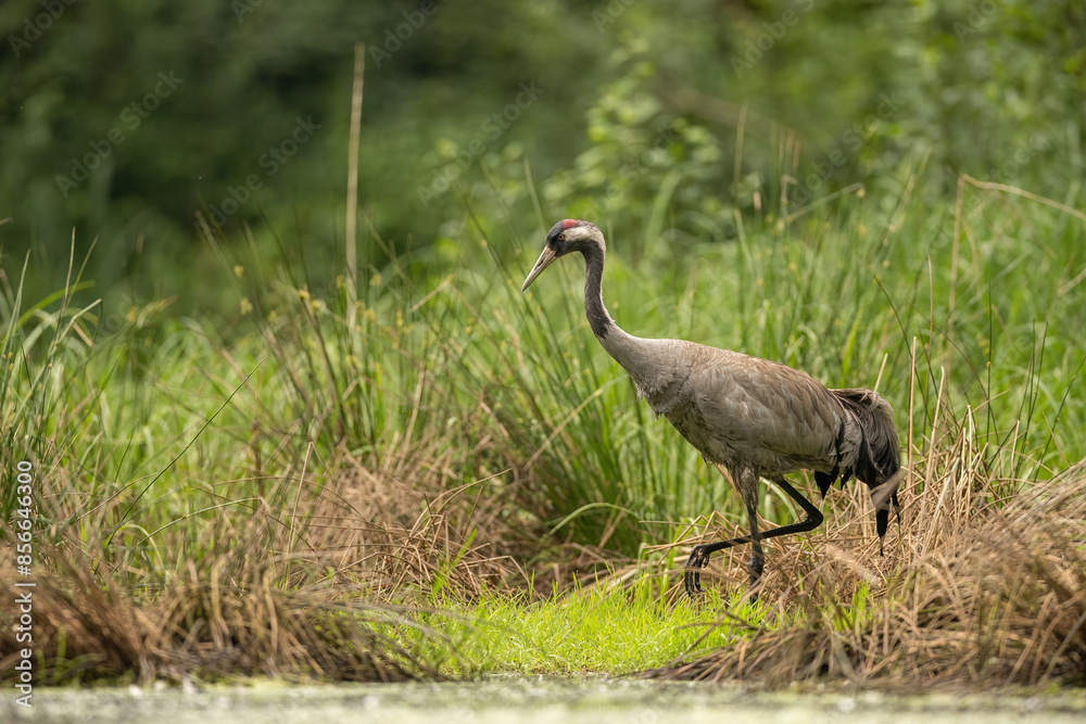 Naklejka premium żuraw