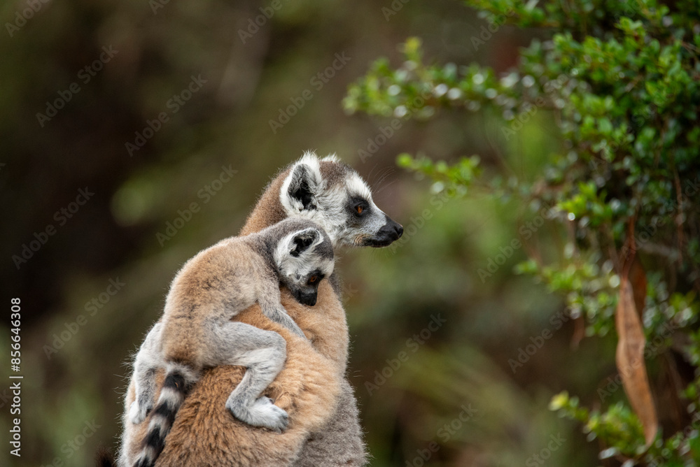 Obraz premium Lemur of Madagascar in their natural location