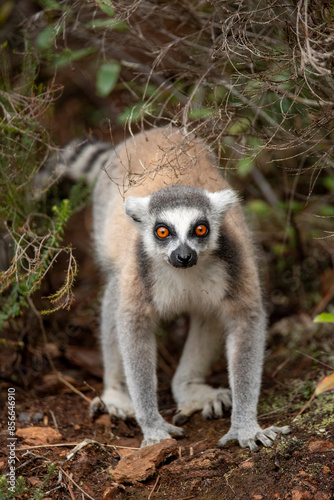 Lemur of Madagascar in their natural location photo