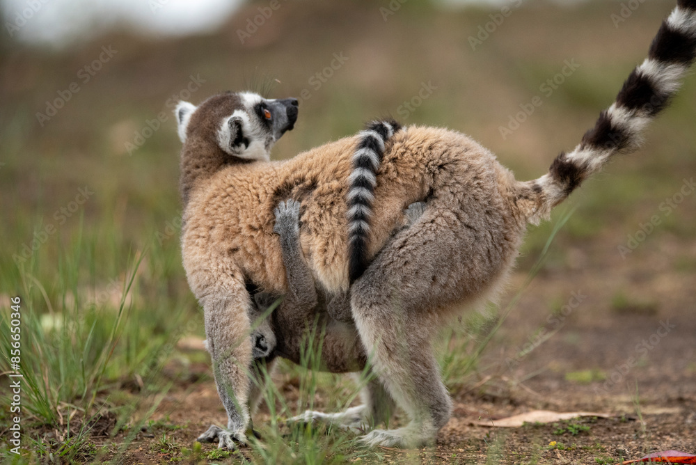 Obraz premium Lemur of Madagascar in their natural location
