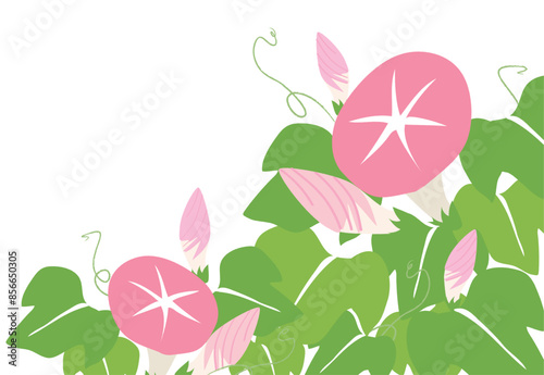 ピンクの朝顔の花の背景イラスト素材