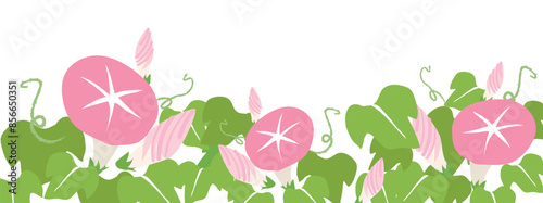 ピンクの朝顔の背景イラスト素材